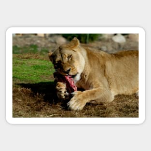 Lionesses Like Meat Too Sticker